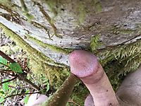 Mushroom growing on a tree