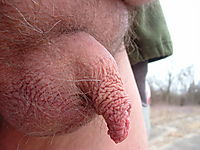foreskin shrivels up in the cold