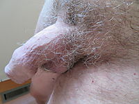 My very very grey pubic hair......66 years old......