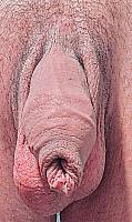 What do you think of my flaccid uncut cock?